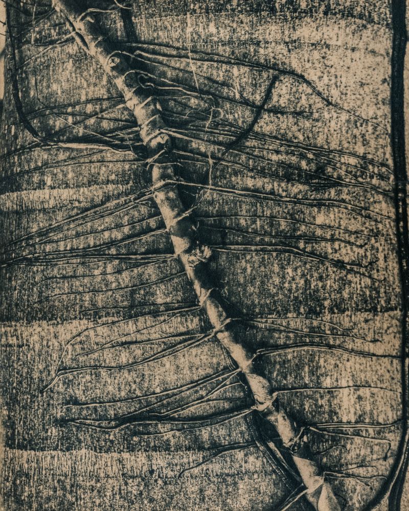 © Michael Naify - Image from the ORIGINS photography project