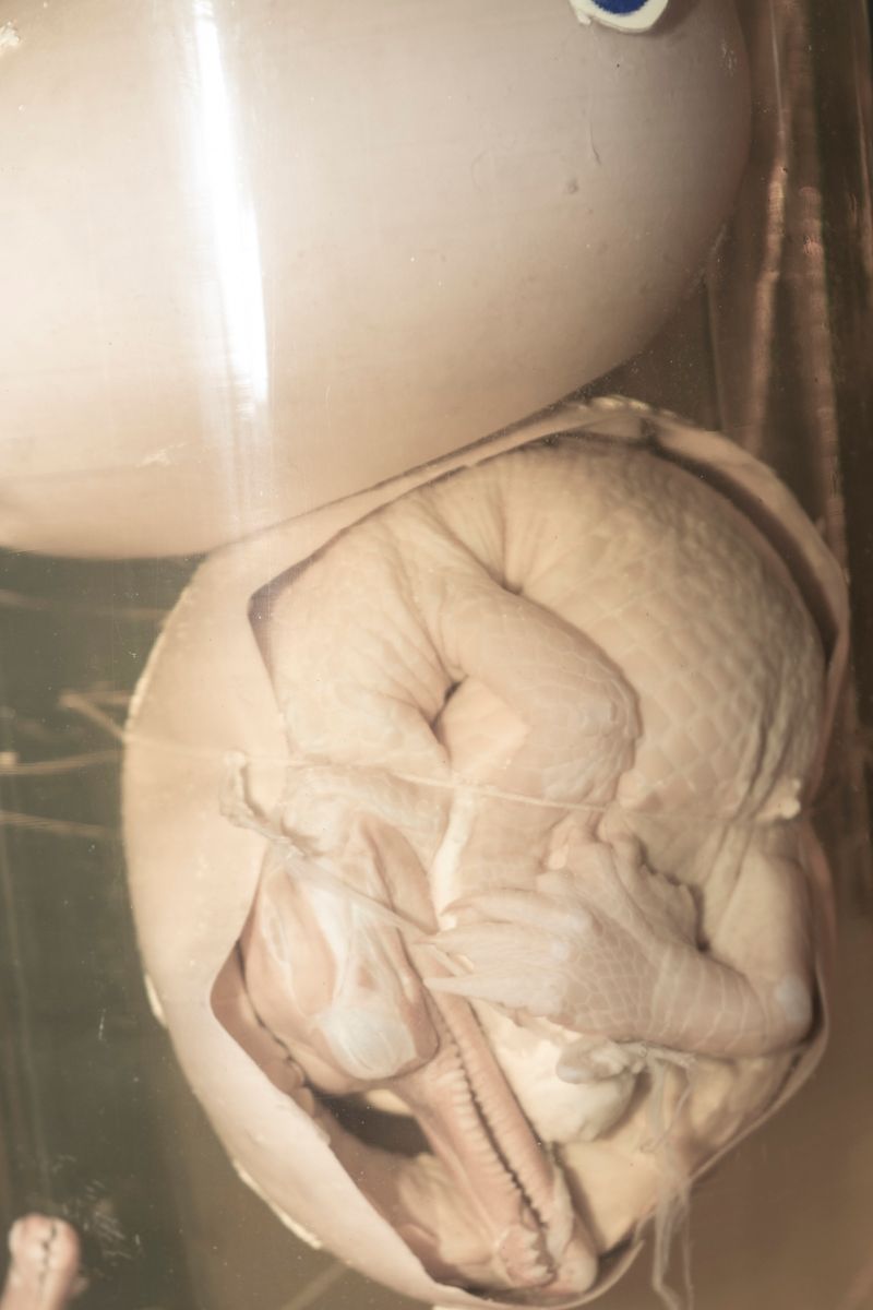 © Akanksha Pandey - Image from the Udyan/Oasis photography project