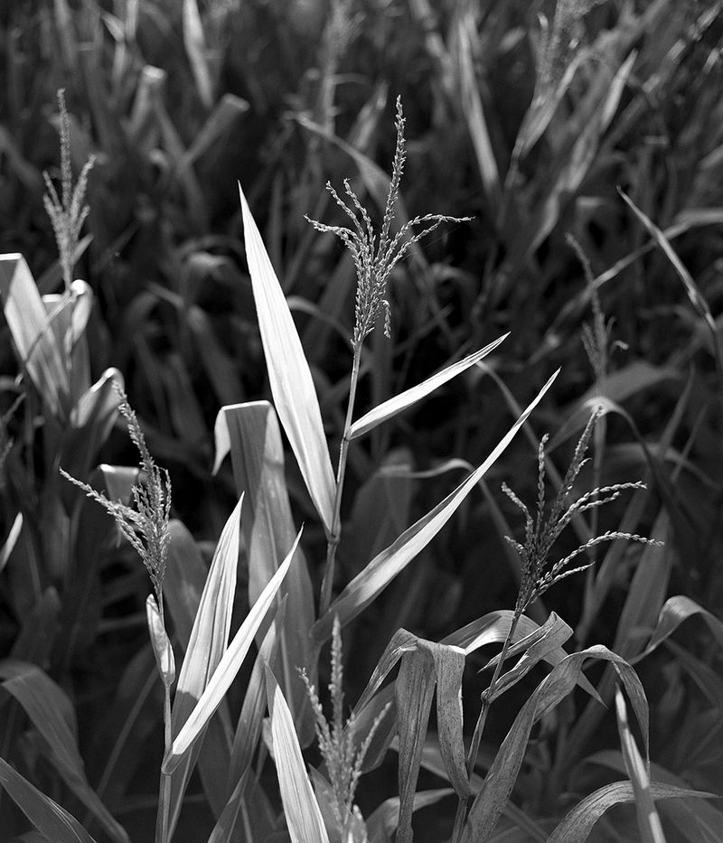 © Mateo Ruiz Gonzalez - Image from the Chilluns' Croon photography project