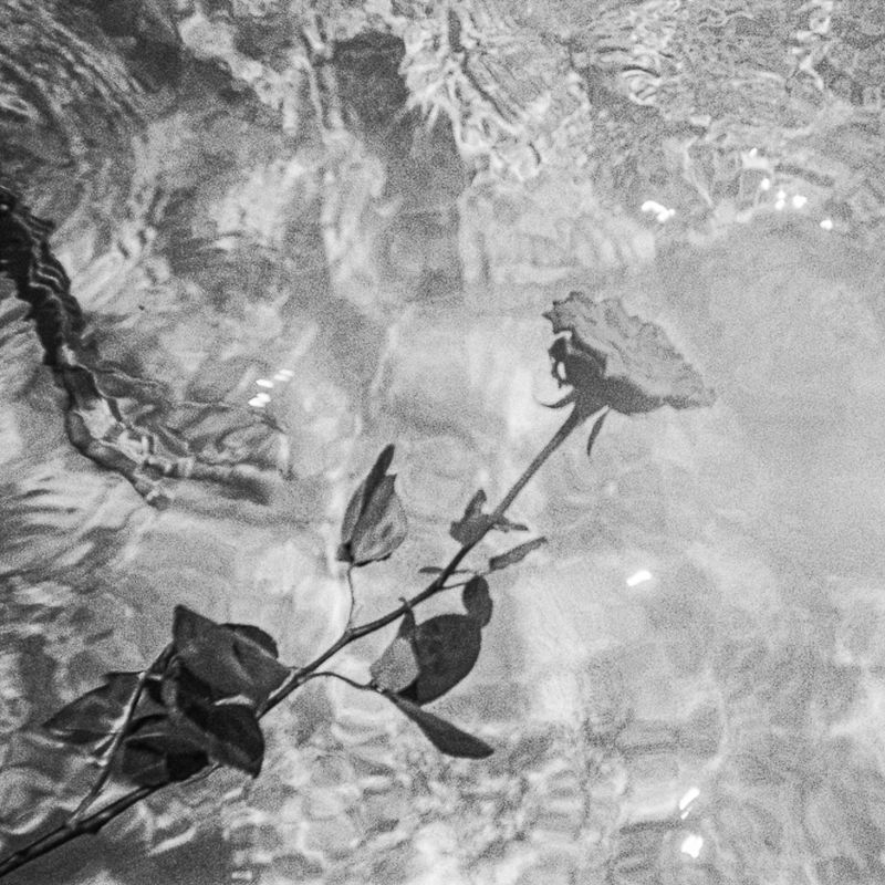 © melissa Guerrero - Image from the Everyone In Florida Has A Pool photography project