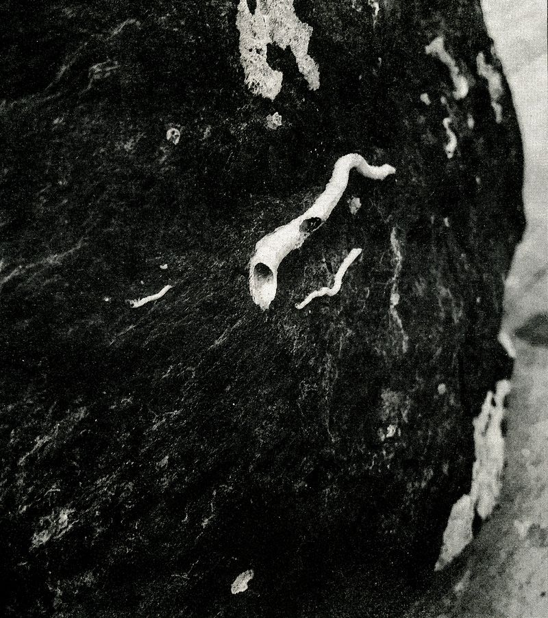 © Jackson Whitefield - Image from the KENUYSER photography project