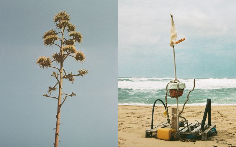 © Giorgia Dal Molin - A giant flowering agave - A makeshift boat made with sea waste on Scivu beach