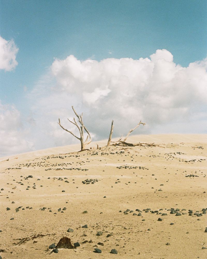 © Giorgia Dal Molin - Dead trees stripped by wind and salt on the dunes of Porto Pino