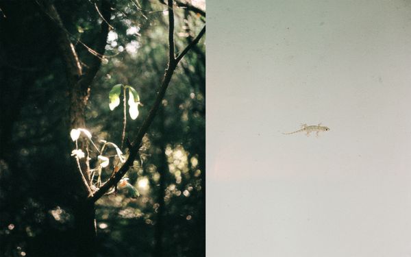 © Giorgia Dal Molin - The descent towards Cala Goloritzè - A gecko that came out on the patio of Budoni's house in the early evenings
