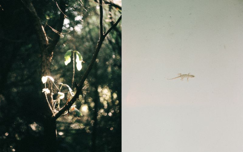 © Giorgia Dal Molin - The descent towards Cala Goloritzè - A gecko that came out on the patio of Budoni's house in the early evenings