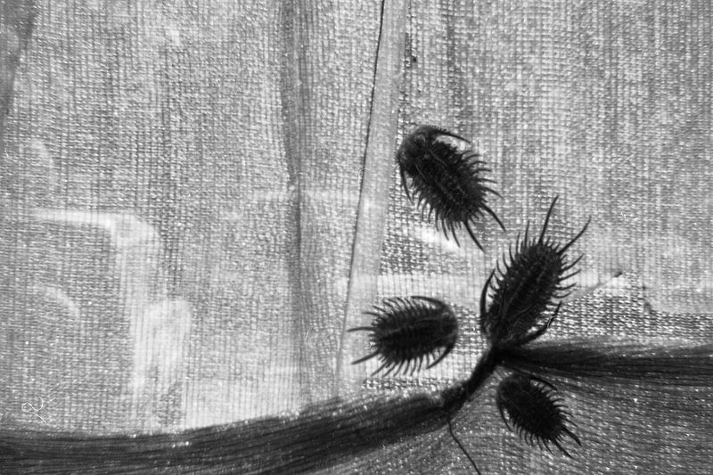 © Natasha Podunova - Image from the Came from the sea photography project