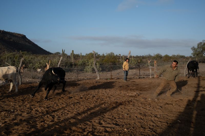 © Sofia Aldinio - A man forcing a cow, for morning milking. January 2021.