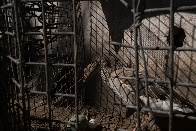 © Sofia Aldinio - A guise is contained in a lobster trap at a Mexican’s house. January 2021.