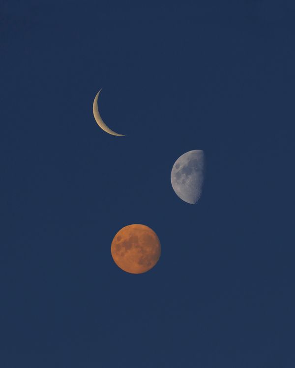 © Synchrodogs - #6 from Slightly Altered project