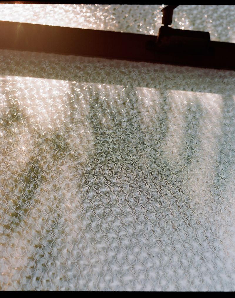 © Irene Antonia Diane Reece - untitled, c-print, Conroe, Texas