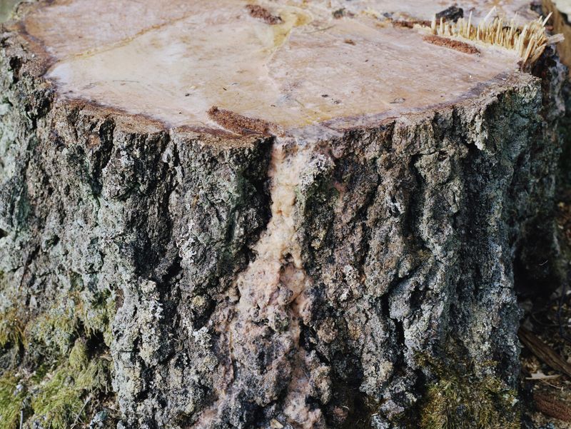 © Emma Sandström - Image from the Perhaps of Ritual Significance photography project