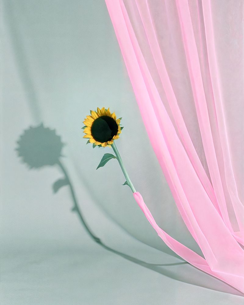 © Sun Yan - Still Life from the Shadows # 12