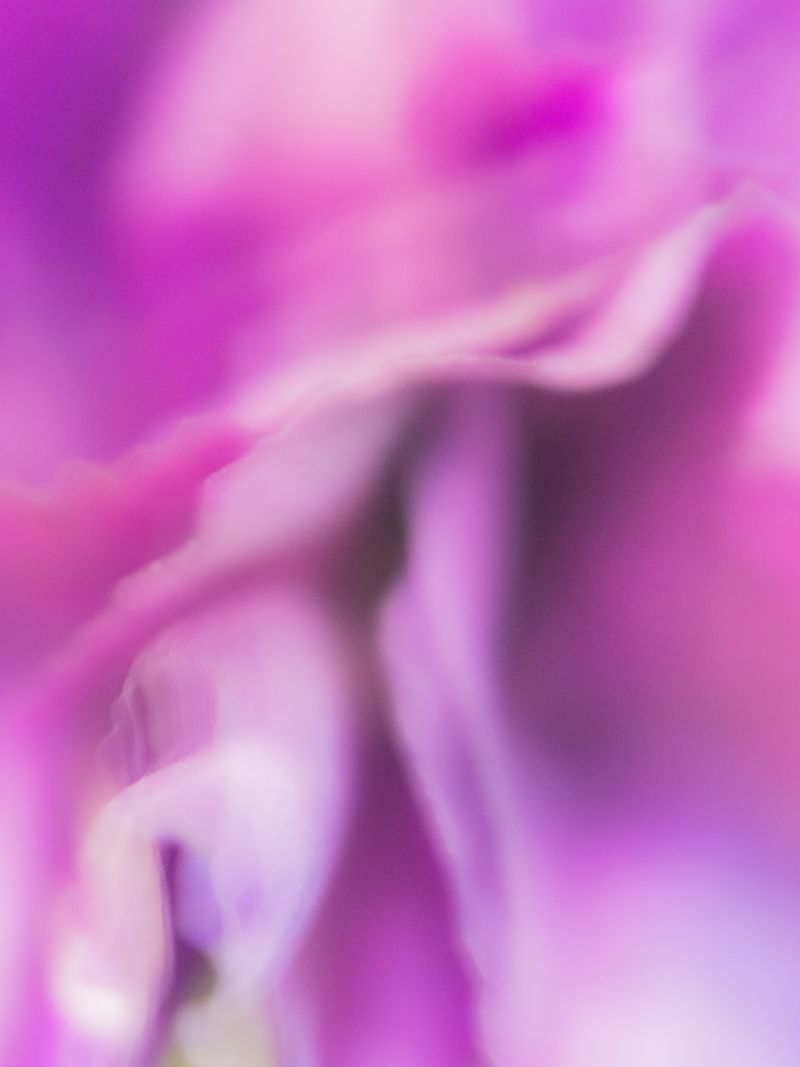 © tsutsutsu - Carnation
