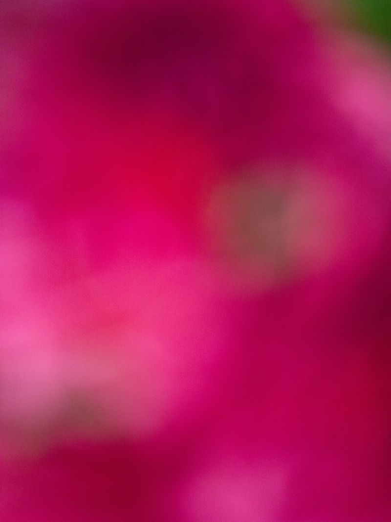 © tsutsutsu - Tulip