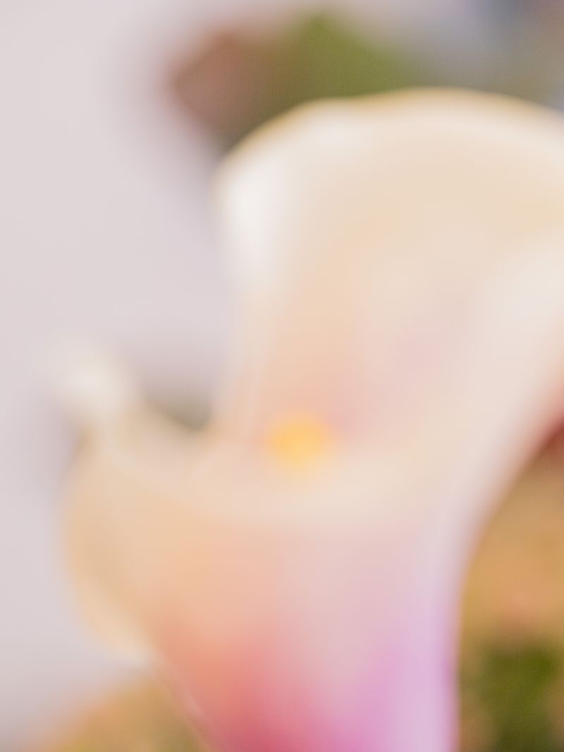 © tsutsutsu - Calla Lily
