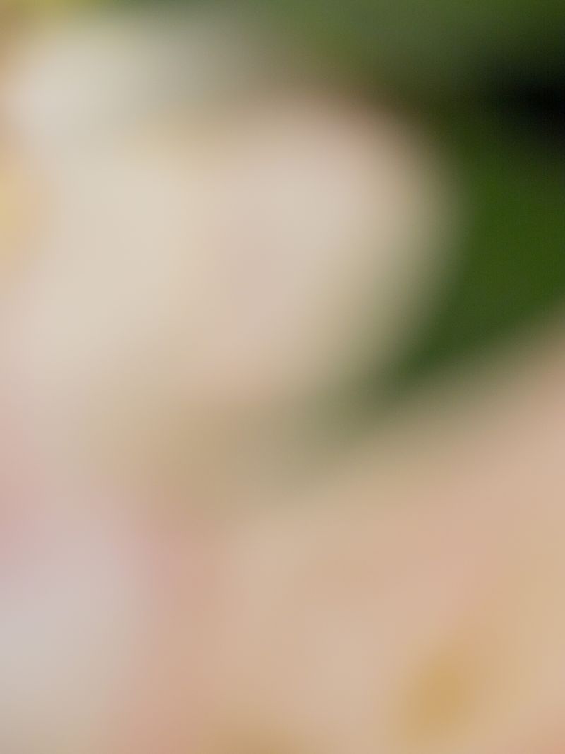 © tsutsutsu - Calla Lily