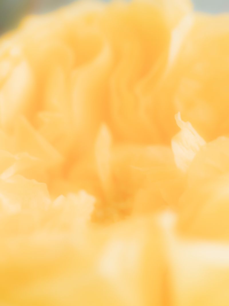 © tsutsutsu - Ranunculus