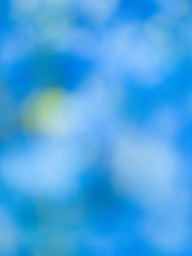© tsutsutsu - Bluebell