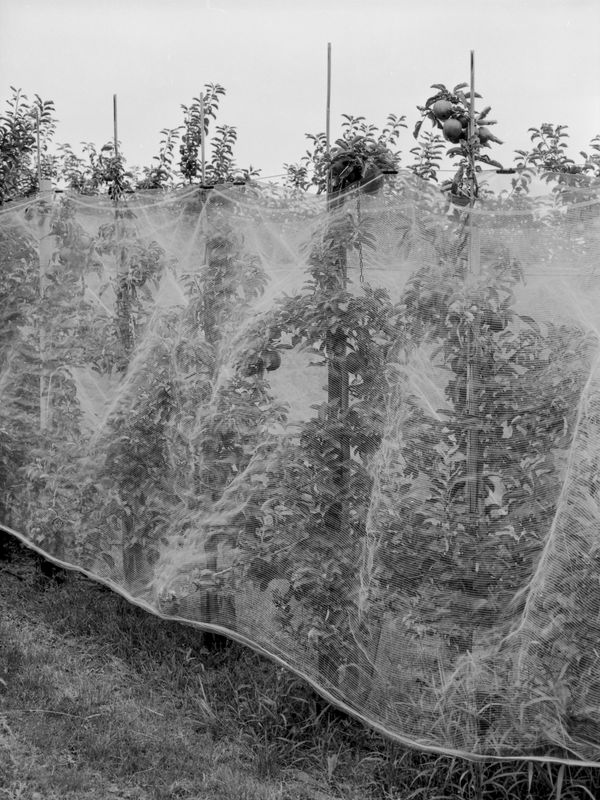 © Simon Mensger - Image from the Van Zwart naar Groen photography project