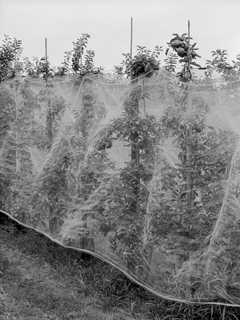 © Simon Mensger - Image from the Van Zwart naar Groen photography project