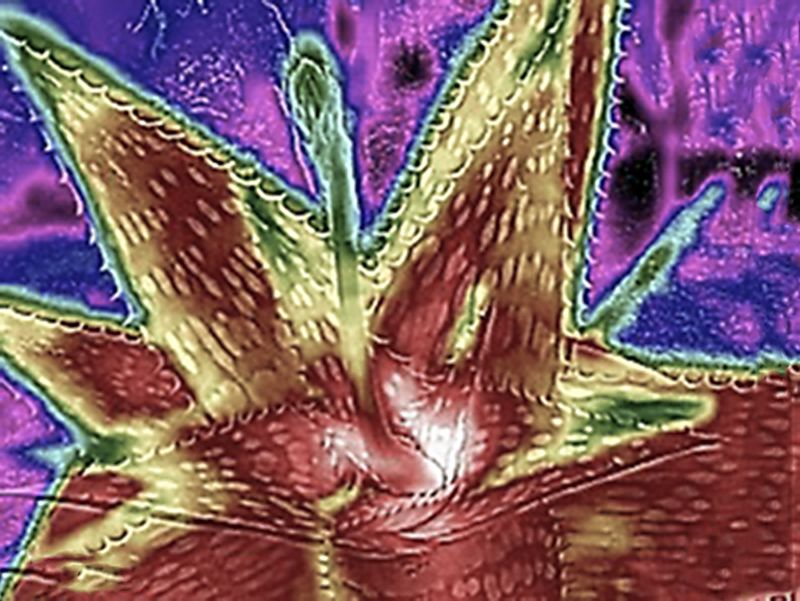 © ROGER GRASAS - Catcus thermography