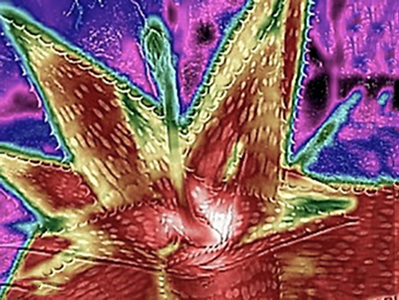 © ROGER GRASAS - Catcus thermography