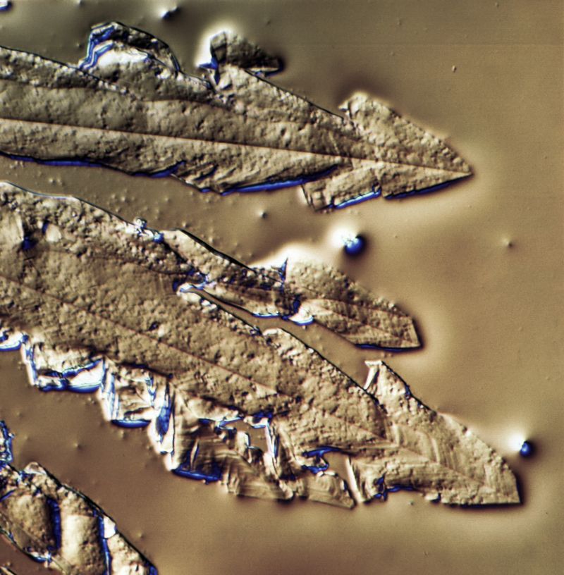 © ROGER GRASAS - Photomicrograph of sugar crystals at 4000x magnification