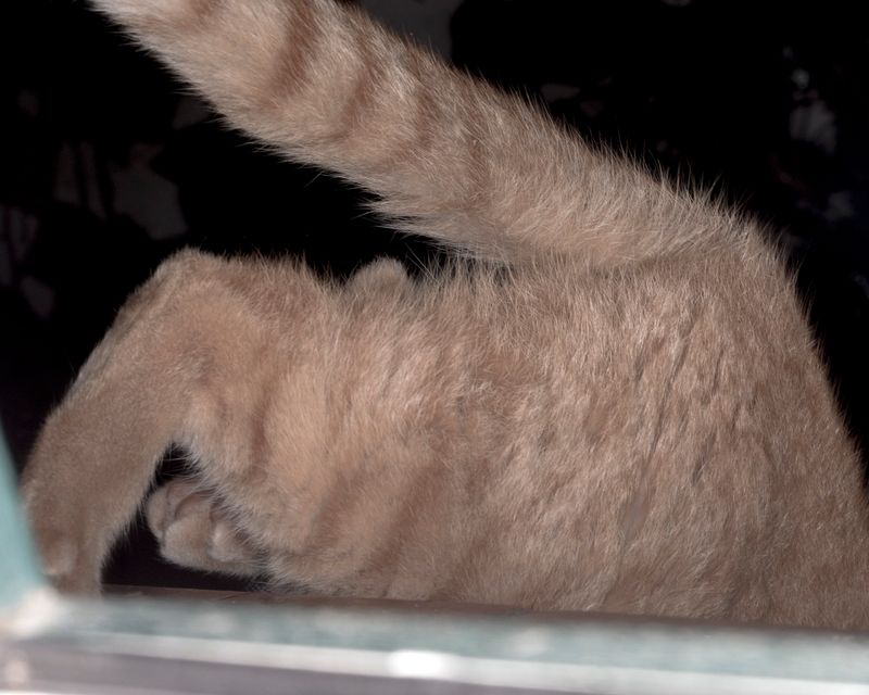 © ROGER GRASAS - The cat suddenly escapes at night