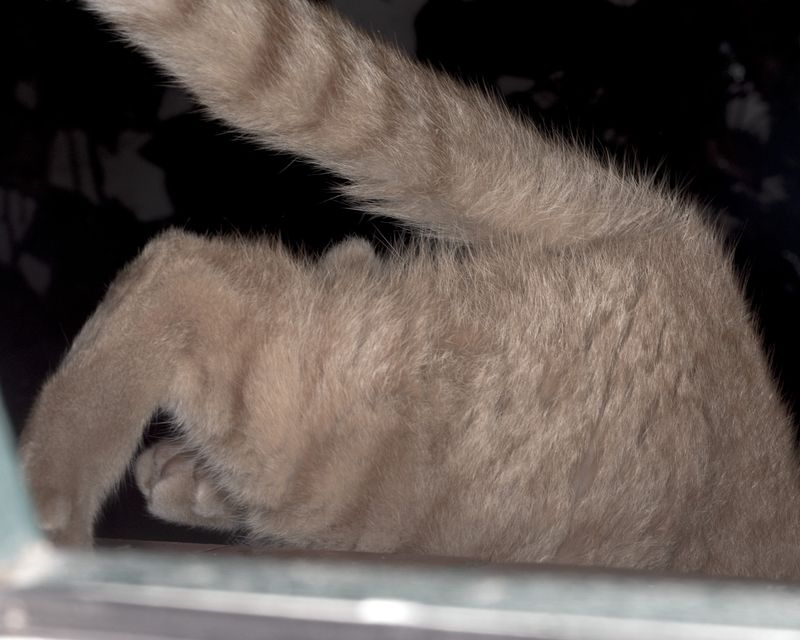 © ROGER GRASAS - The cat suddenly escapes at night