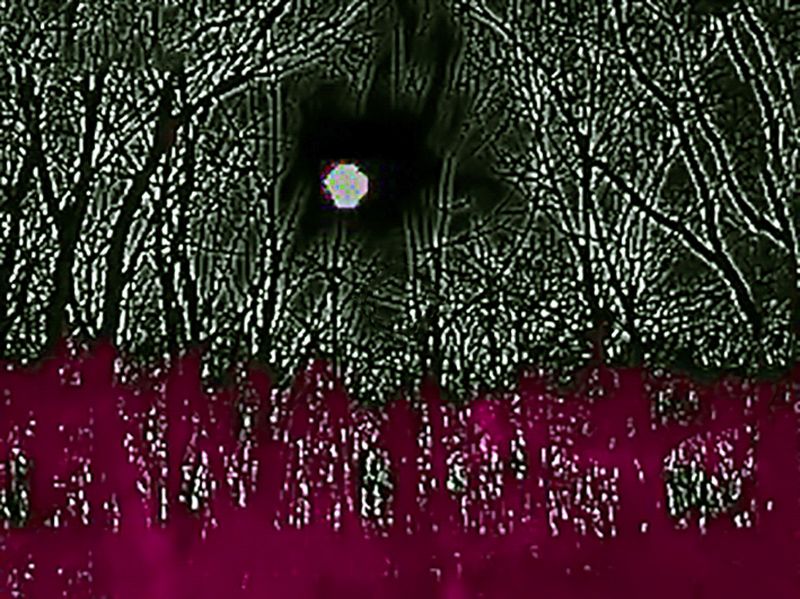 © ROGER GRASAS - Thermographic view of the forest that surrounds us during the coldest days of March
