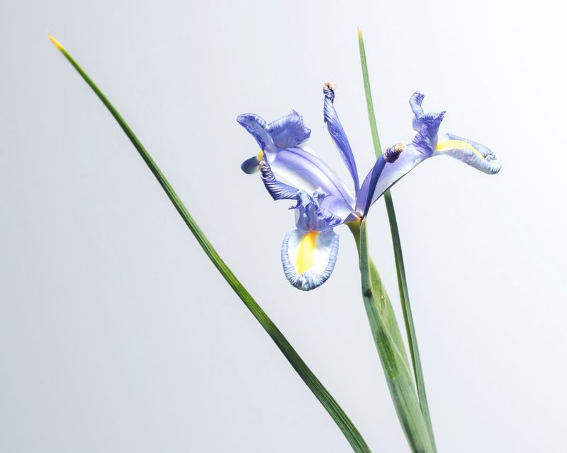 © ROGER GRASAS - Iris Hollandica