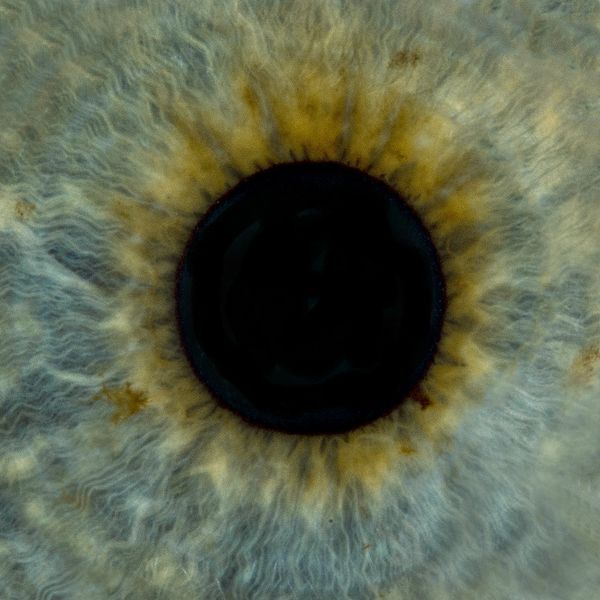 © ROGER GRASAS - Martha's iris
