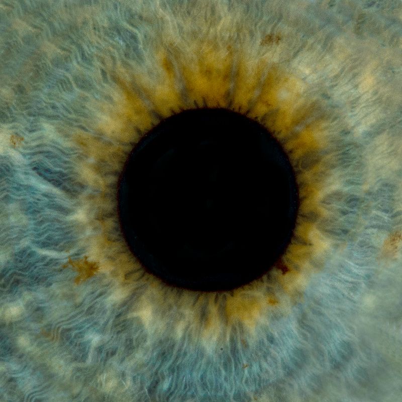 © ROGER GRASAS - Martha's iris