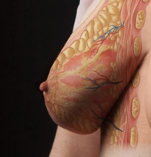 The nipple instinct