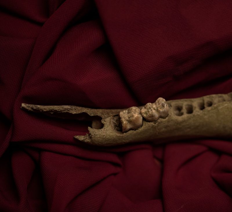 © Alina Gross - lost teeth, 2019