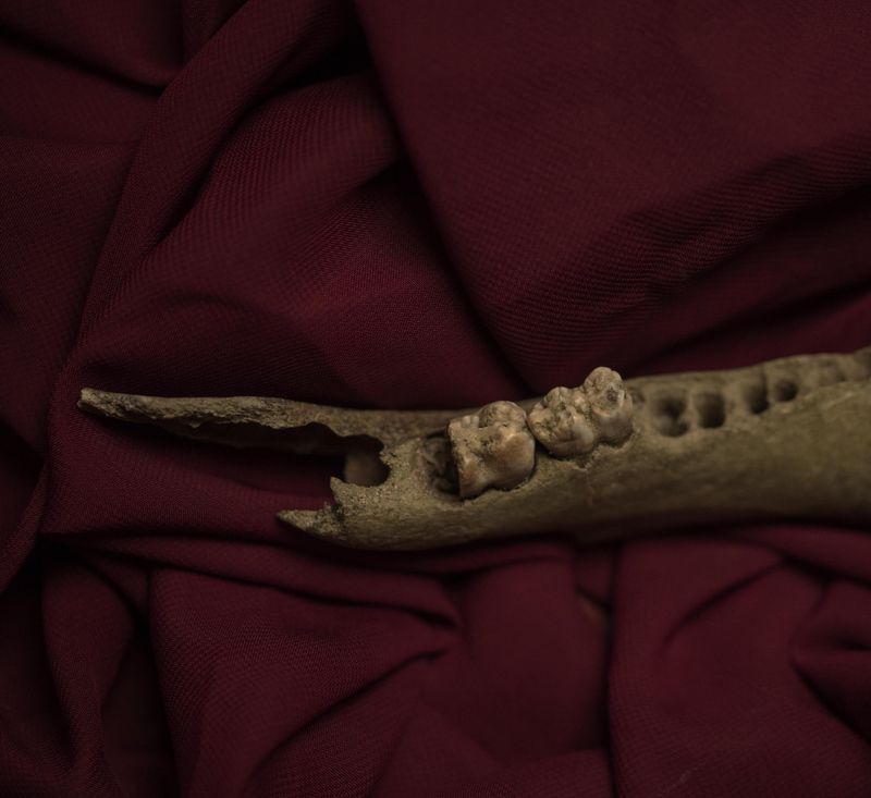 © Alina Gross - lost teeth, 2019
