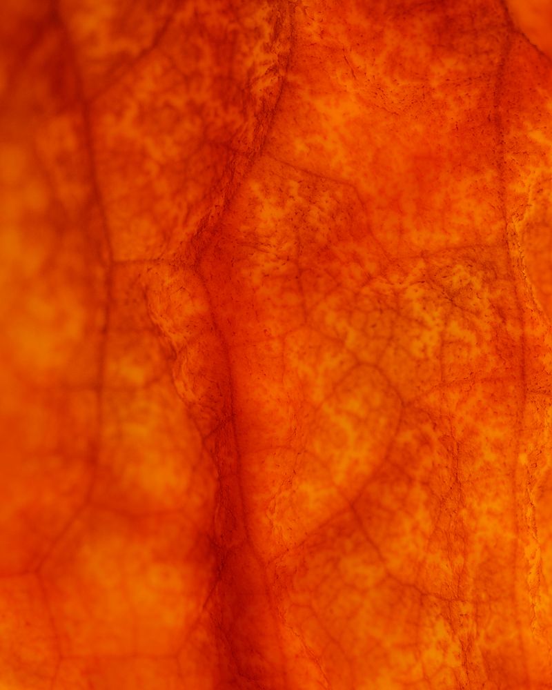 © Anne Nobels - Image from the Burning Lilies photography project