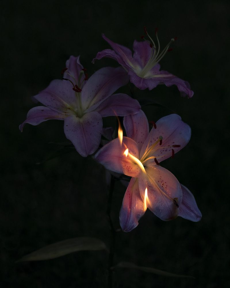 © Anne Nobels - Image from the Burning Lilies: an ode to the chidless women photography project