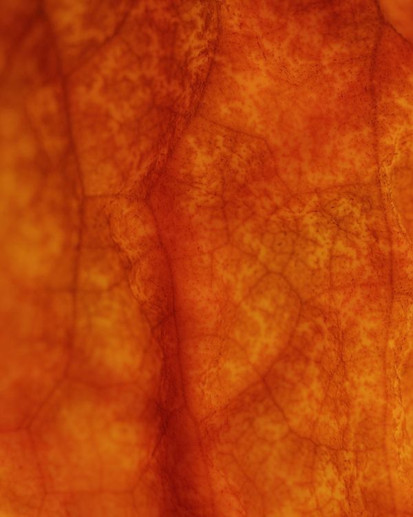 © Anne Nobels - Image from the Burning Lilies: an ode to the chidless women photography project