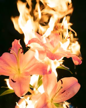 Burning Lilies: an ode to the chidless women