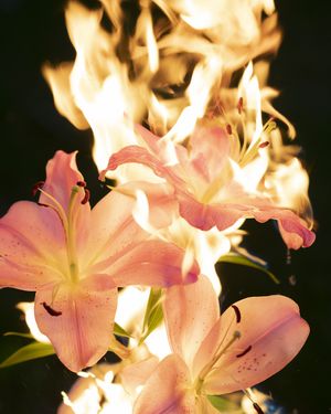 Burning Lilies: an ode to the chidless women