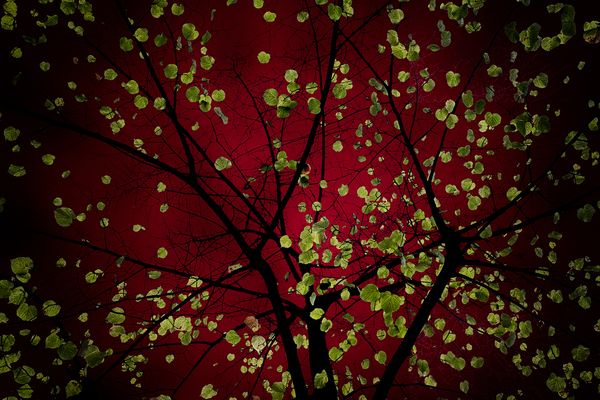 © Simona Bonanno - Image from the Hamadryádes photography project