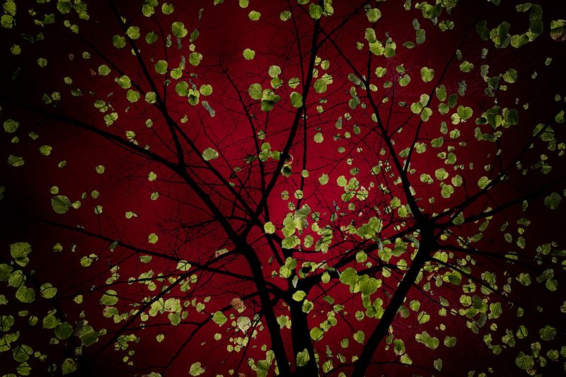 © Simona Bonanno - Image from the Hamadryádes photography project