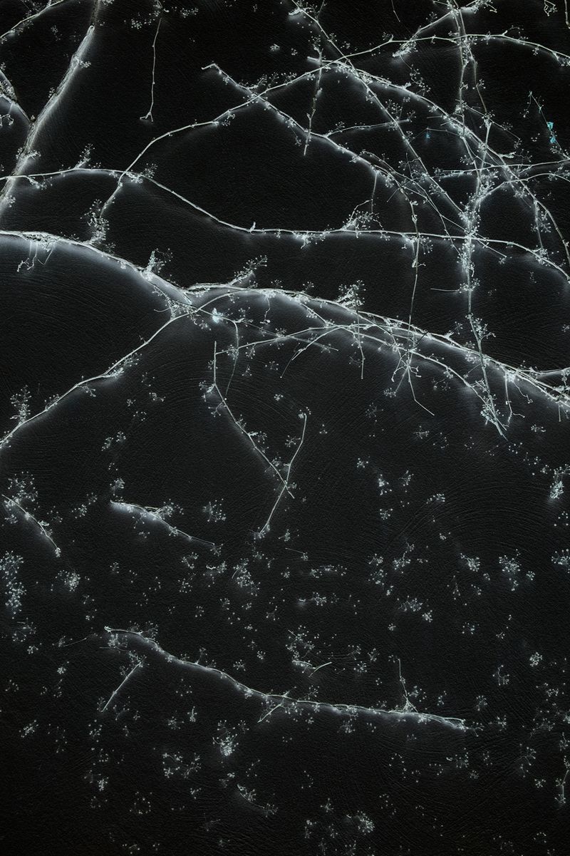 © Simona Bonanno - Image from the Hamadryádes photography project