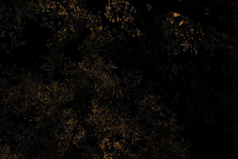 © Simona Bonanno - Image from the Hamadryádes photography project