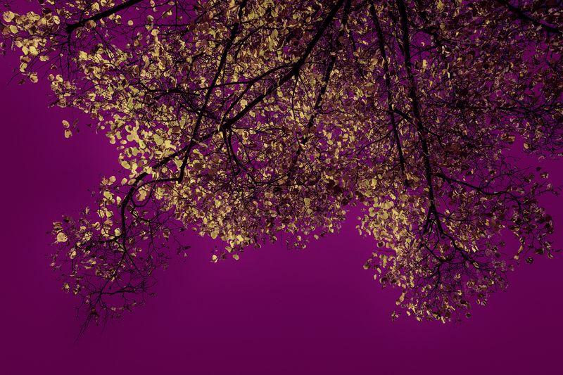 © Simona Bonanno - Image from the Hamadryádes photography project