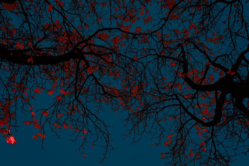 © Simona Bonanno - Image from the Hamadryádes photography project