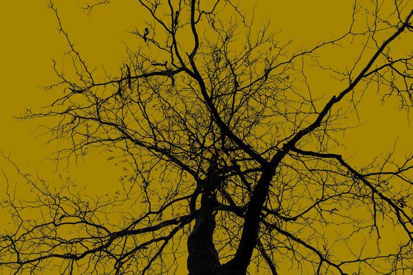 © Simona Bonanno - Image from the Hamadryádes photography project