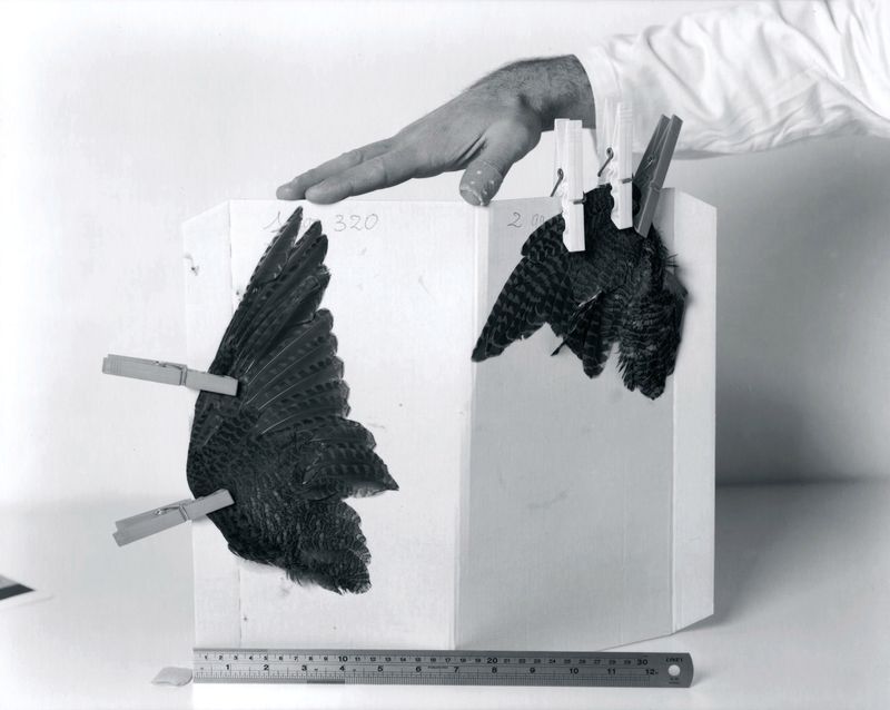 © Francesco Neri - Image from the trophy and treasure photography project