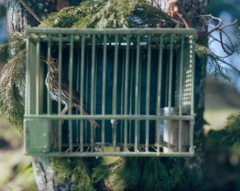 © Francesco Neri - Image from the trophy and treasure photography project